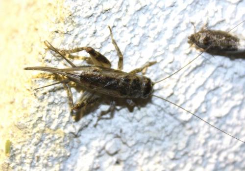 Eumodicogryllus bordigalensis bordigalensis